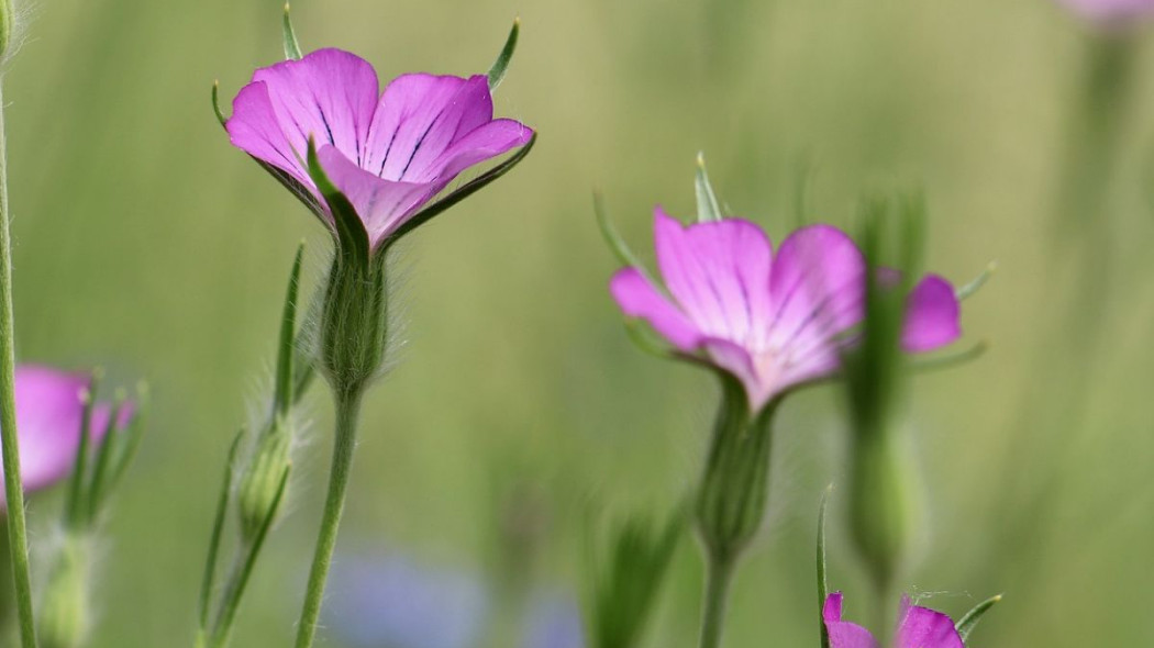 Kakol polny, fot. Nennieinszweidrei - Pixabay