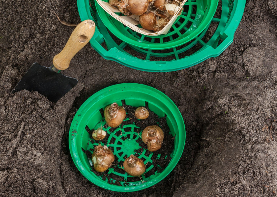Jak sadzić cebulki w koszykach fot. olesia - Depositphotos