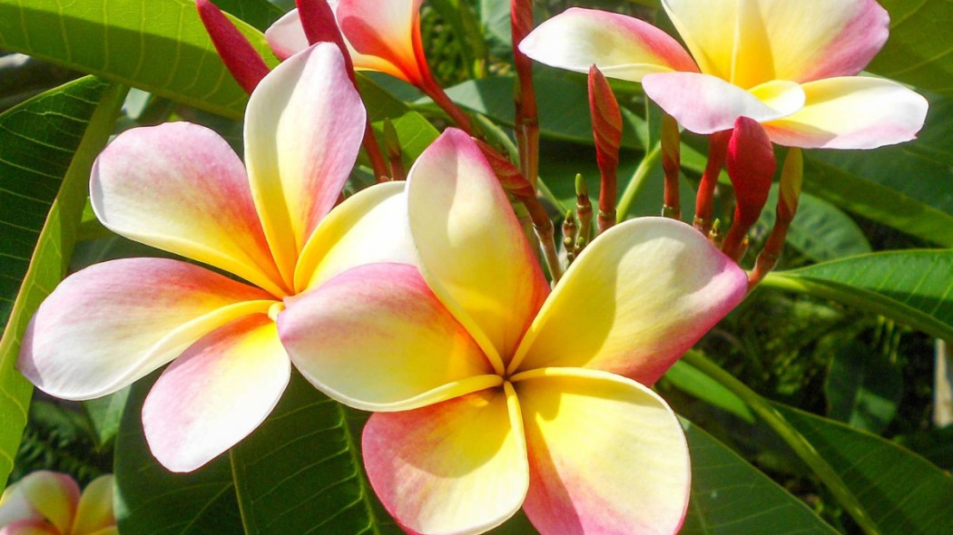 Plumeria, fot. Michelle Raponi - Pixabay