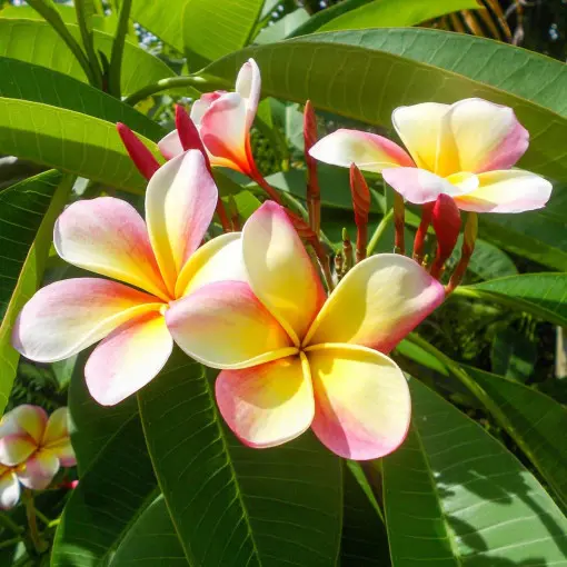Plumeria