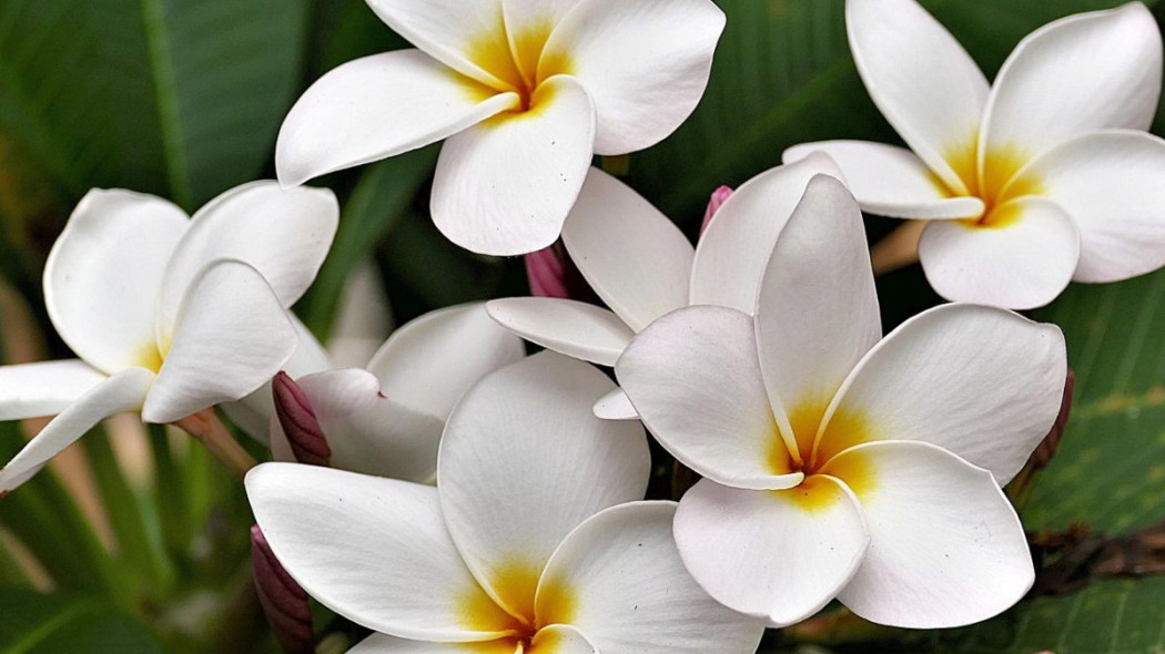 Plumeria, fot. Erwin - Pixabay