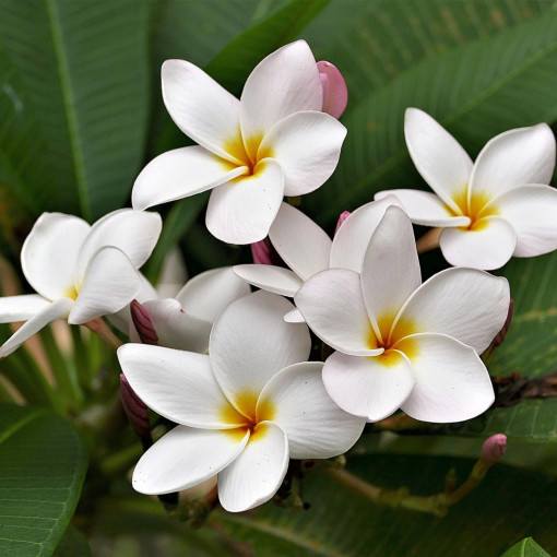 Plumeria