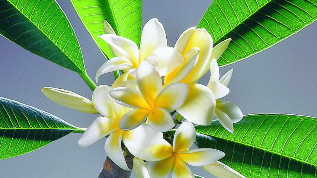 Plumeria obtusa, fot. Floradania.dk