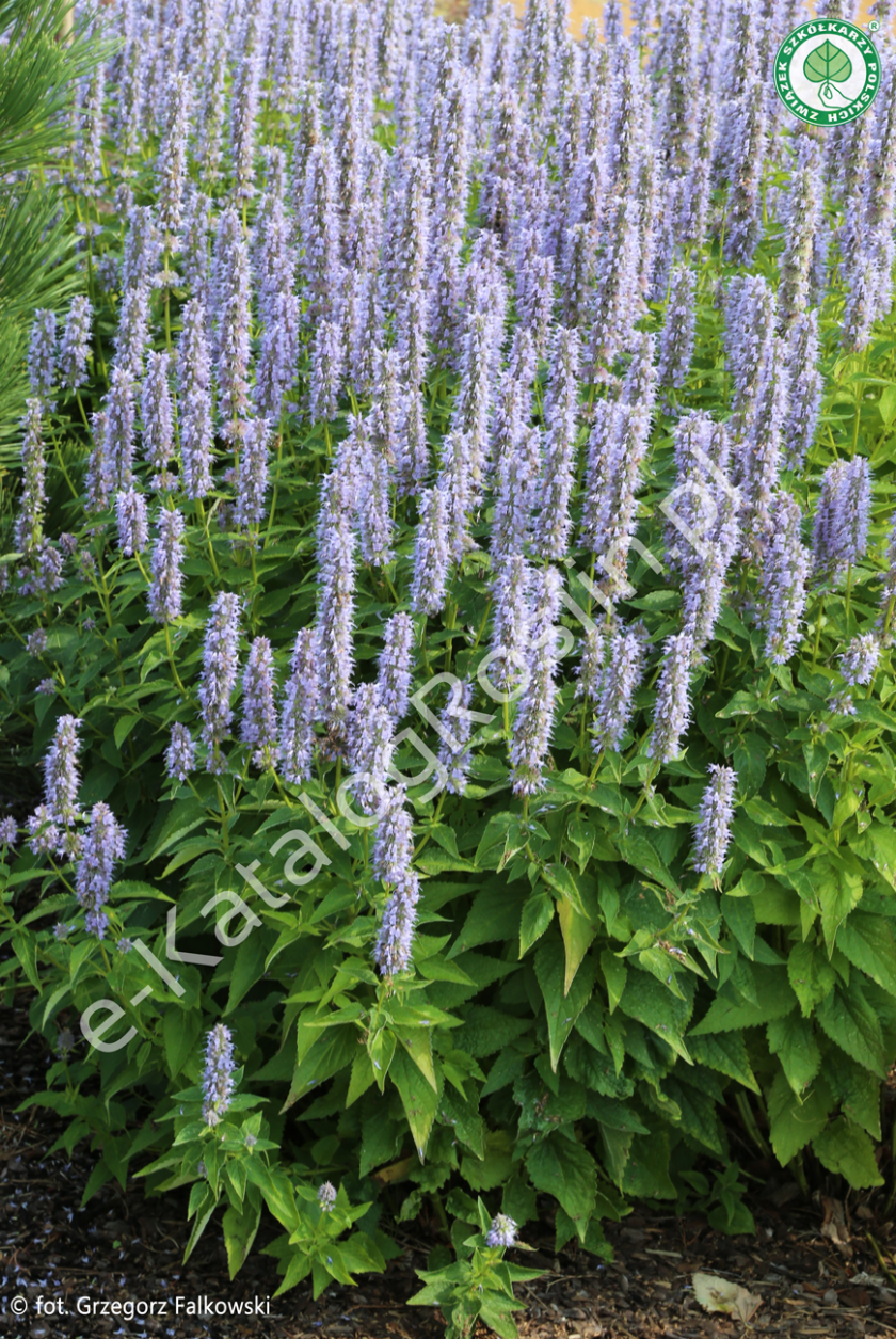 kłosowiec Agastache 'Blue Fortune' Fot. Grzegorz Falkowski