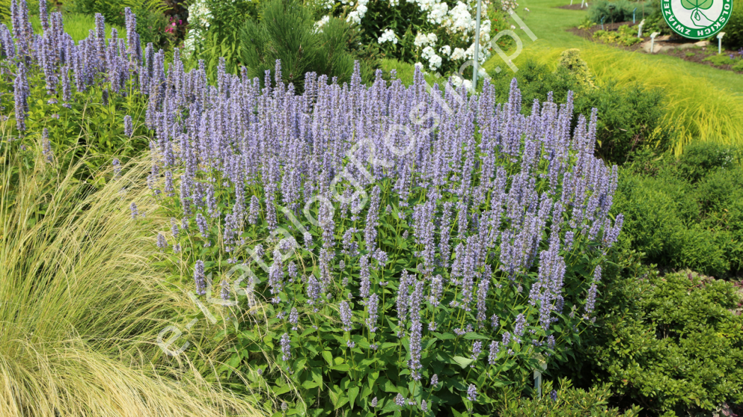 kłosowiec Agastache 'Blue Fortune' Fot. Grzegorz Falkowski ZSzP