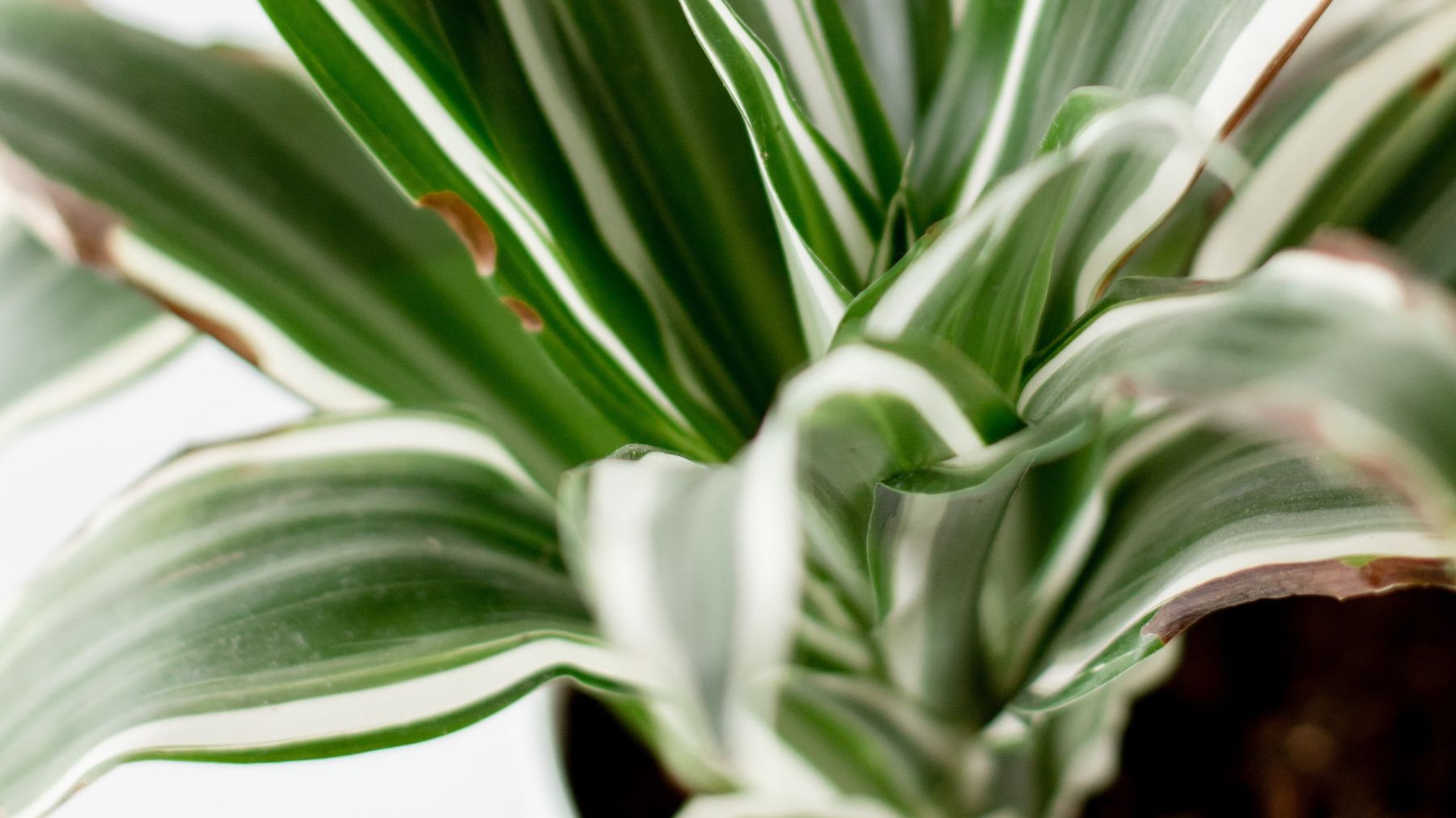 Dracena marnieje? Sprawd, co moe by problemem i nie rb tych bdw!