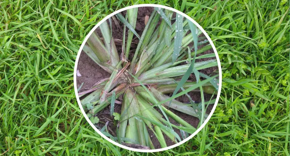 Chwastnica na trawniku | Jak i czym zwalczać?