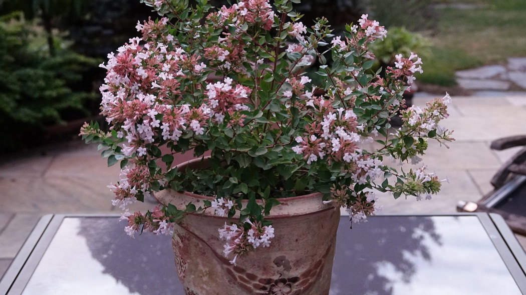 Abelia chinensis abelia chińska AUTUMN FESTIVAL