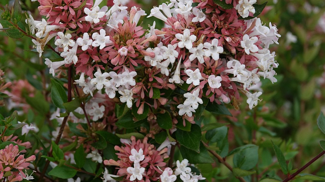 Abelia chinensis abelia chińska AUTUMN FESTIVAL