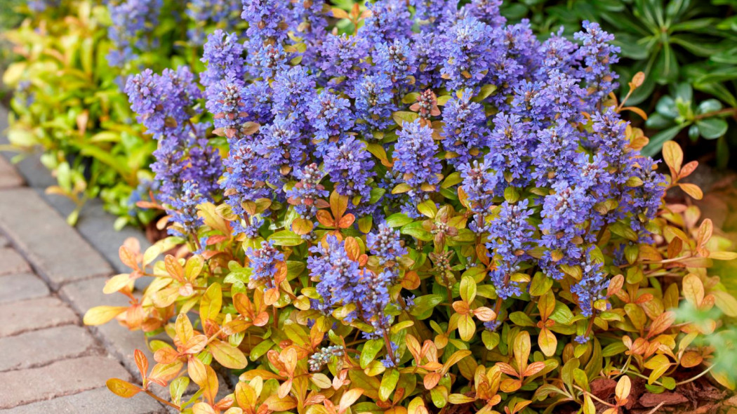 Ajuga dabrowka FEATHERED FRIENDS FANCY FINCH, Konkurs Roslin Nowosci ZScP 2022