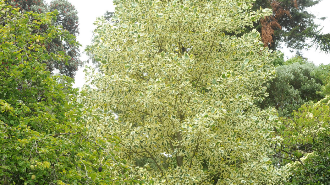 Tulipanowiec amerykański ‘Snowbird’