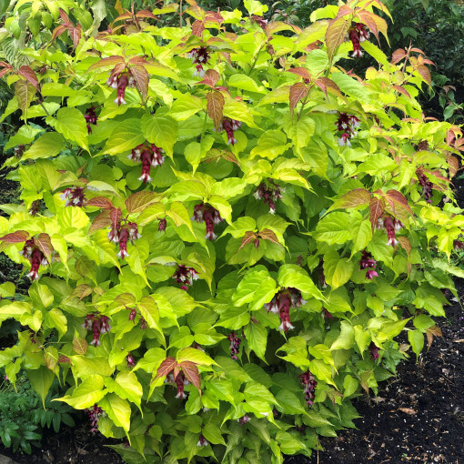 Lejcesteria piękna LITTLE LANTERNS