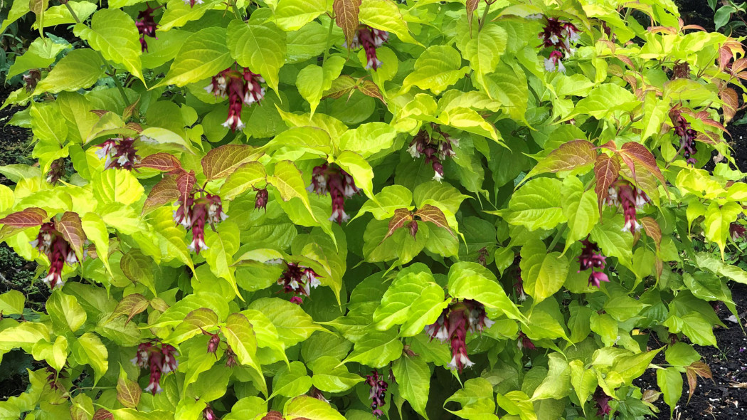 Lejcesteria piękna LITTLE LANTERNS