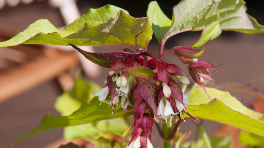 Lejcesteria piękna LITTLE LANTERNS