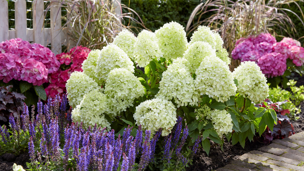 Hydrangea paniculata LITTLE SPOOKY | Konkurs Roślin Nowości 2022