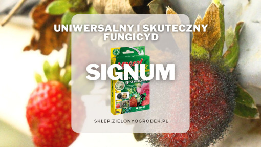 Signum – uniwersalny i skuteczny fungicyd