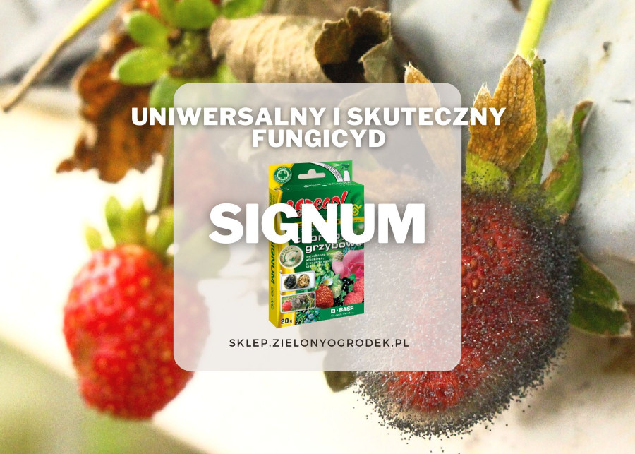 Signum uniwersalny i skuteczny fungicyd