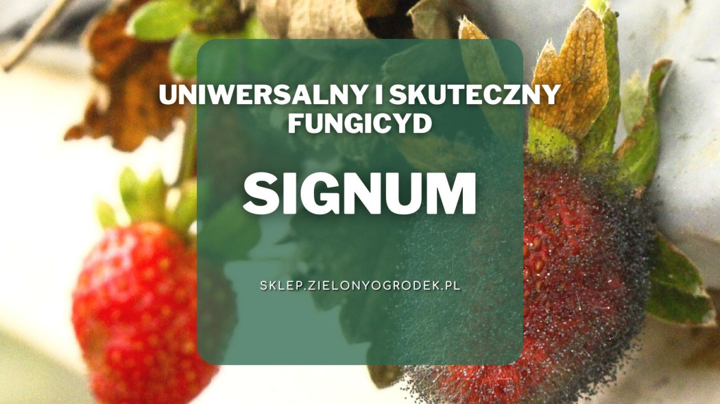 Signum uniwersalny i skuteczny fungicyd