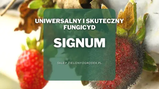 Signum – uniwersalny i skuteczny fungicyd