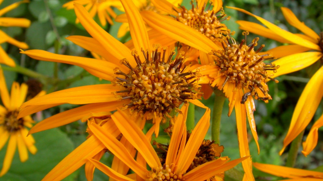 Jezyczka pomaranczowa Ligularia dentata, fot. Pieter Pelser (CC BY 3.0) - Wikimedia Commons