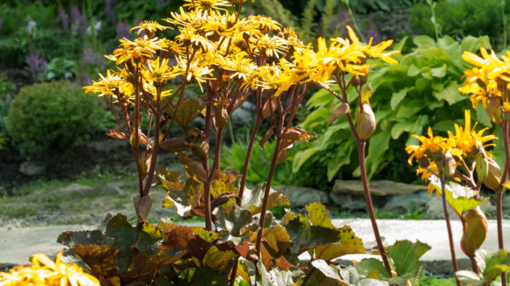 Jezyczka pomaranczowa Ligularia dentata, fot. Bigbizu - Depositphotos