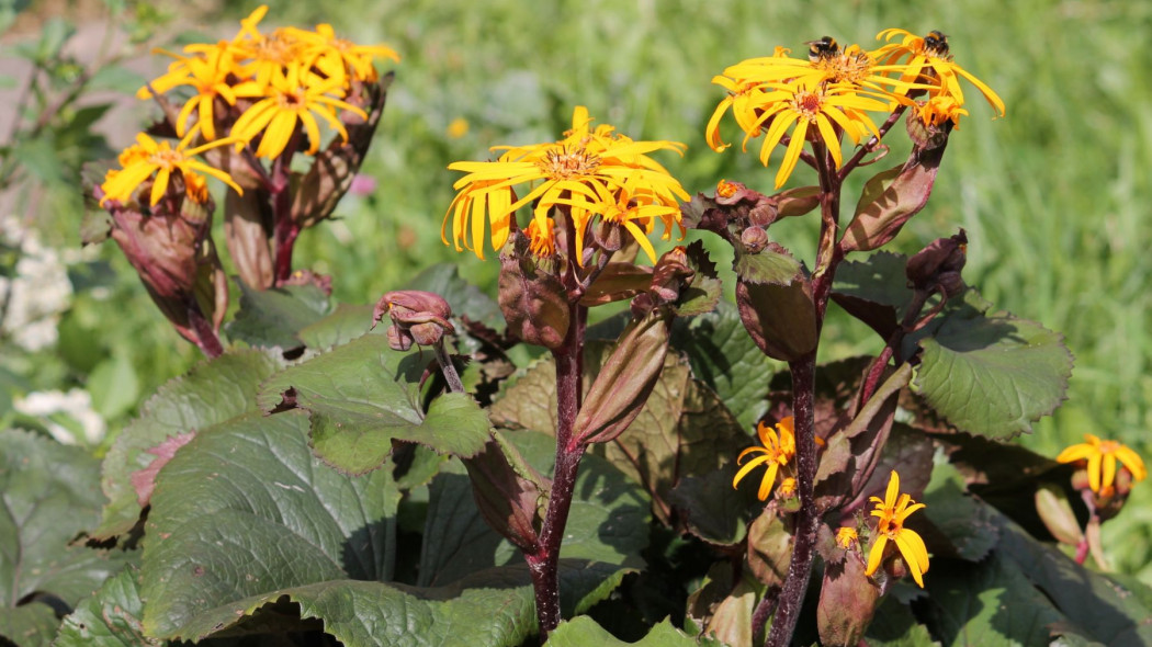 Jezyczka pomaranczowa Ligularia dentata, fot. kazakovmaksim - Depositphotos