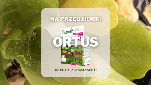 Ortus – skuteczny środek na przędziorki