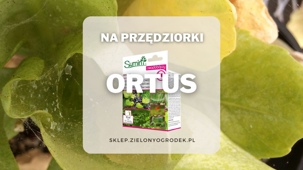 Ortus skuteczny srodek na przedziorki