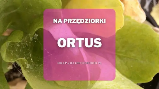 Ortus – skuteczny środek na przędziorki
