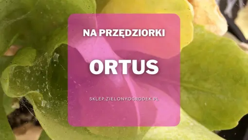 Ortus – skuteczny środek na przędziorki