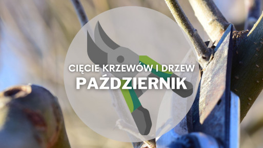 Co ciąć w październiku? | Przycinanie drzew i krzewów