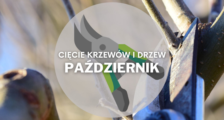 Co ciąć w październiku? | Przycinanie drzew i krzewów
