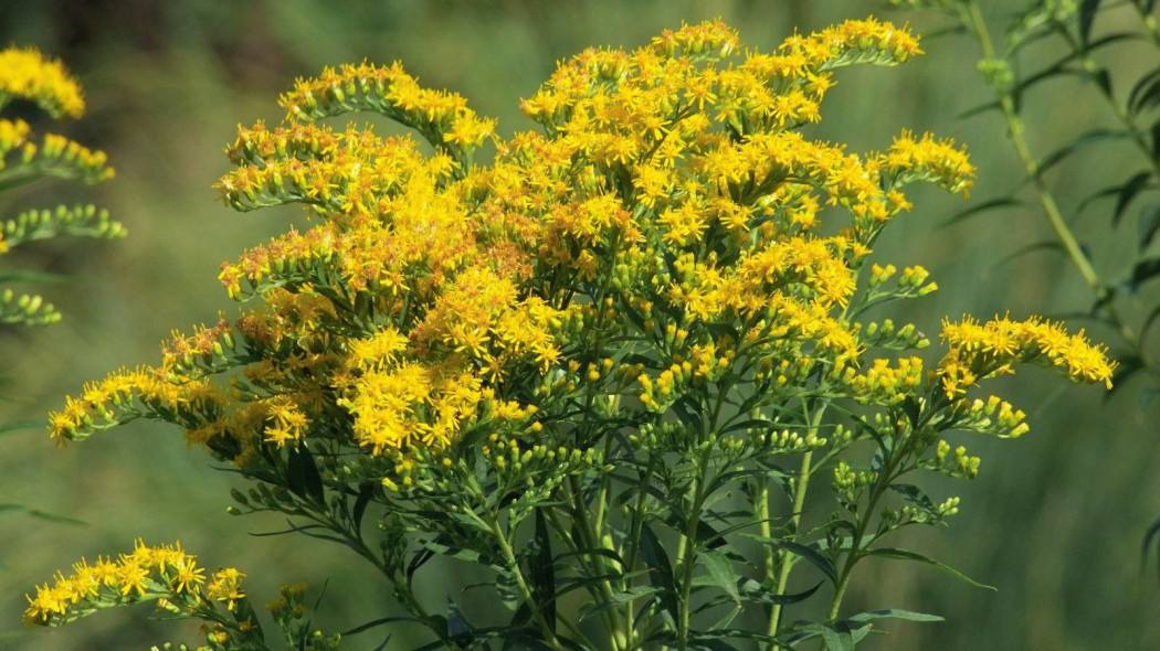 Nawloc kanadyjska solidago canadensis, fot. Elstef - Pixabay