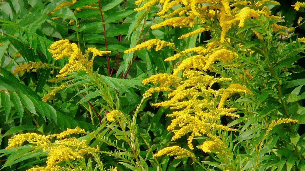 Nawloc kanadyjska solidago canadensis, fot. Hans - Pixabay