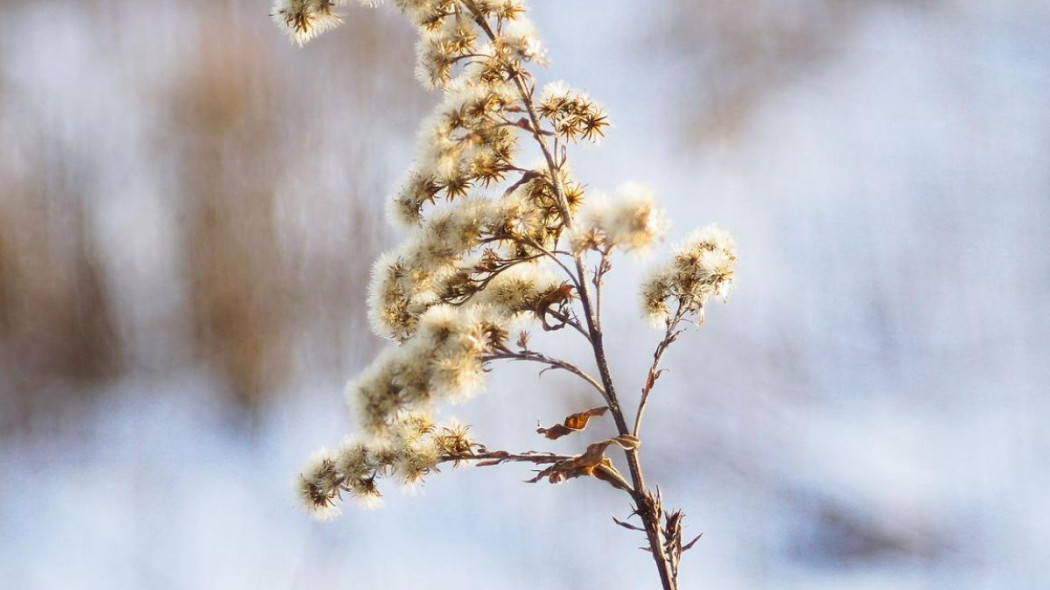 Nawloc kanadyjska solidago canadensis, fot. Maria - Pixabay