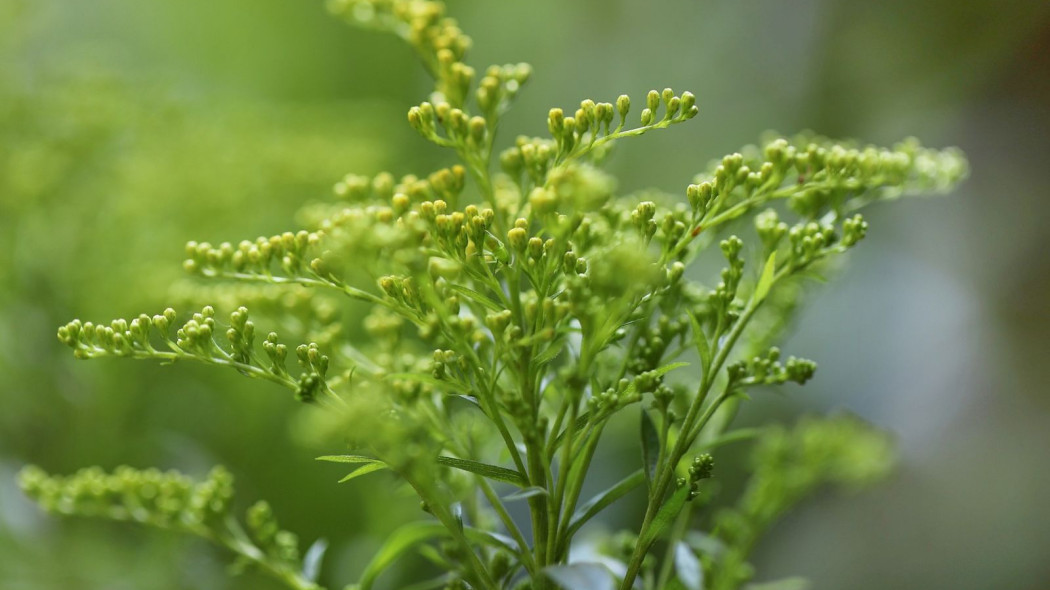 Nawloc kanadyjska solidago canadensis, fot. Annette Meyer - Pixabay