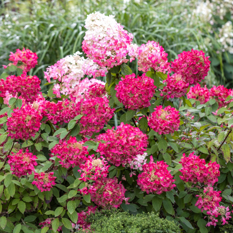 6 roślin kwitnących jesienią - hortensja Hydrangea Diamant Rouge