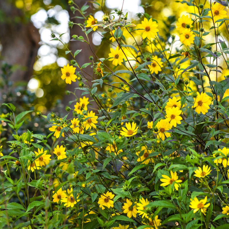 6 roślin kwitnących jesienią - słonecznik drobnokoszyczkowy Helianthus microcephalus Lemon Queen