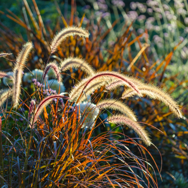 6 roślin kwitnących jesienią - rozplenica japońska Pennisetum alopecuroides Rubrum