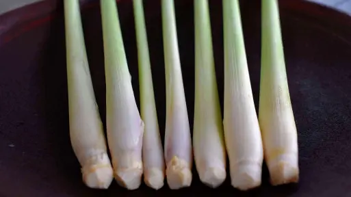 Trawa cytrynowa – właściwości i zastosowanie
