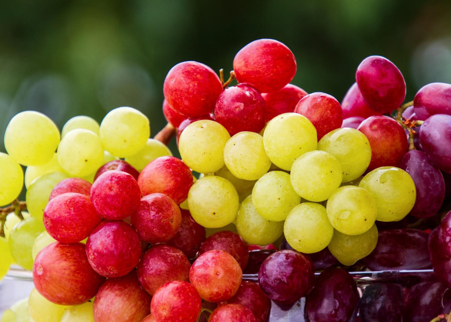 sadzonki odmiany winogron winorośli do uprawy w Polsce fot. NickyPe - Pixabay