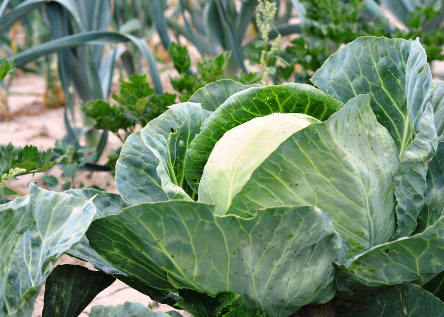 Co sadzic kolo kapusty dobre sasiedztwo warzyw towarzystwo, fot. Urszula - Pixabay