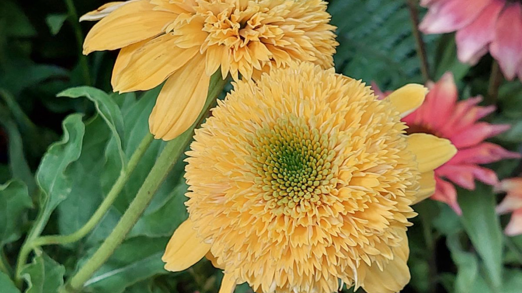 Jezowka Lemon Drop Echinacea, fot. Katarzyna Jeziorska