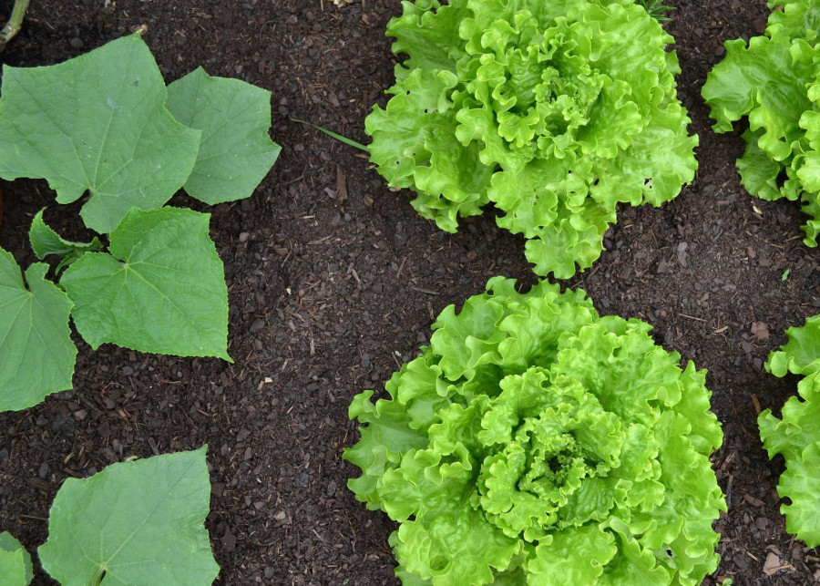 Co sadzic obok salaty sasiedztwo warzyw zle towarzystwo, fot. Julia Casado - Pixabay