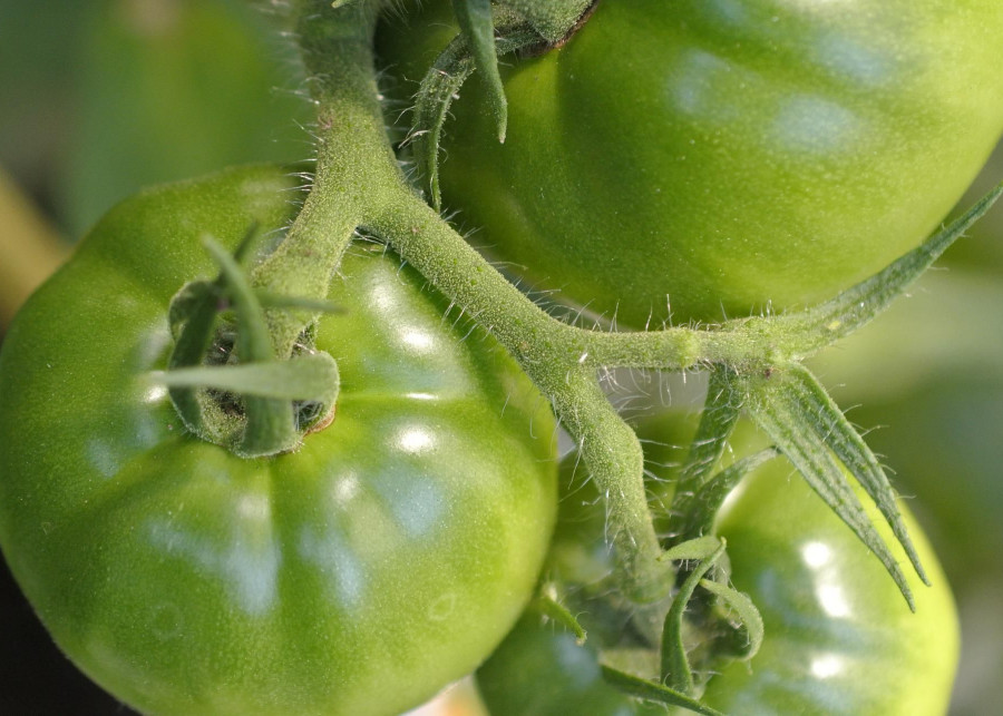 zielone pomidory są idealne na dżem fot. Jirreaux - Pixabay