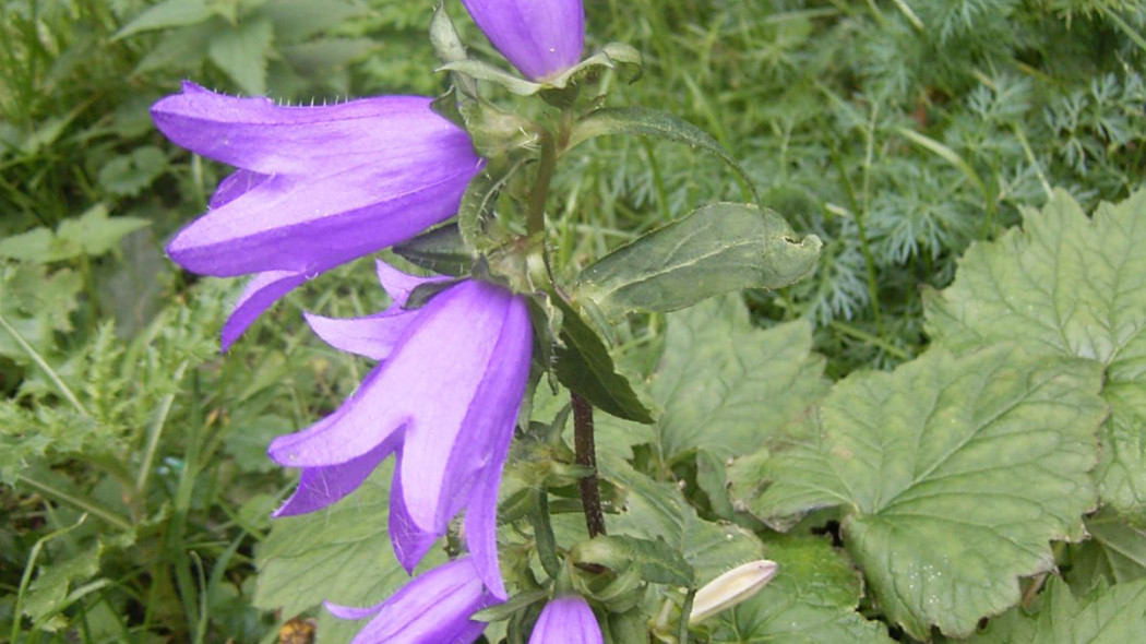 Dzwonek pokrzywolistny Campanula trachelium, fot. TeunSpaans (CC BY-SA 3.0) - Wikimedia Commons