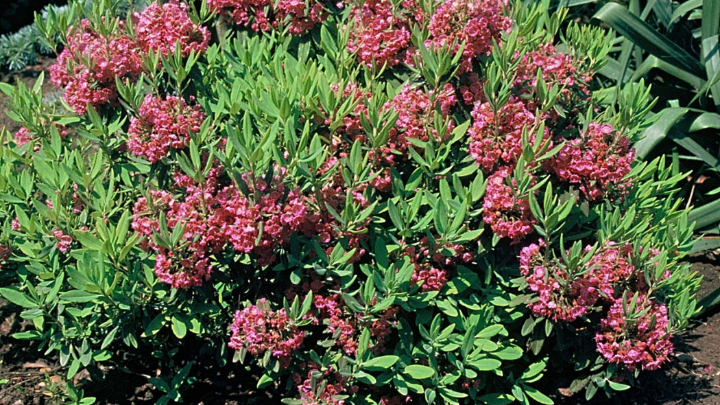 Kalmia waskolistna Kalmia angustifolia, fot. iVerde