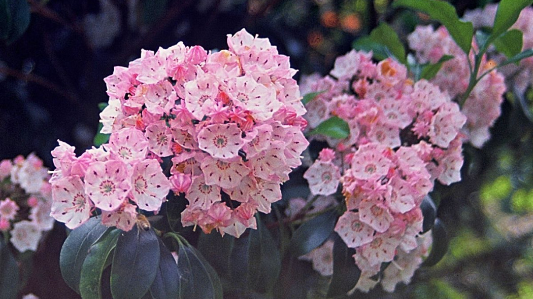 Kalmia waskolistna Kalmia angustifolia, fot. iVerde