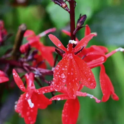 Lobelia czerwona