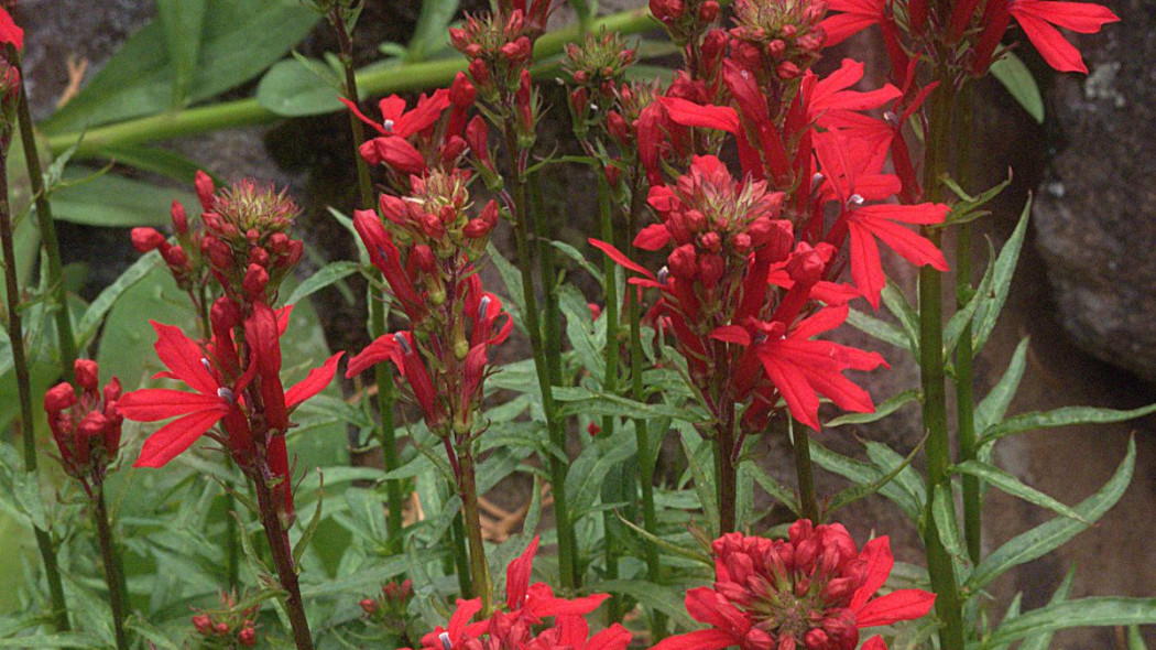 Lobelia czerwona Lobelia cardinalis, fot. John Rusk (CC BY 2.0) - Flickr